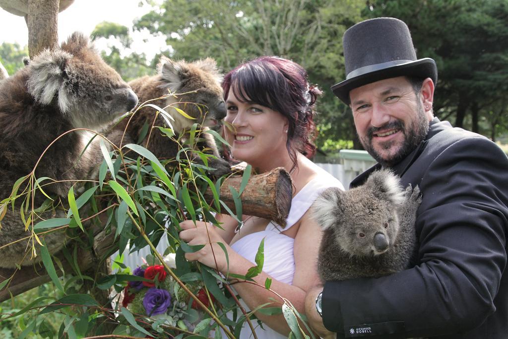 Fauna Australia Wildlife Retreat Lavers Hill Exterior foto