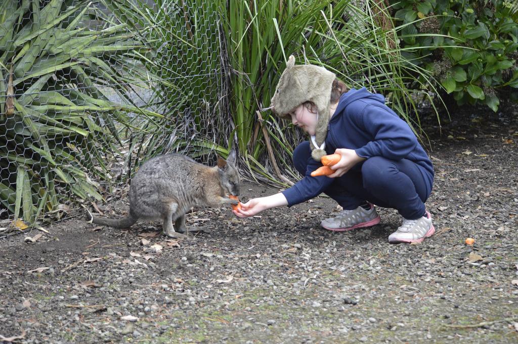 Fauna Australia Wildlife Retreat Lavers Hill Exterior foto