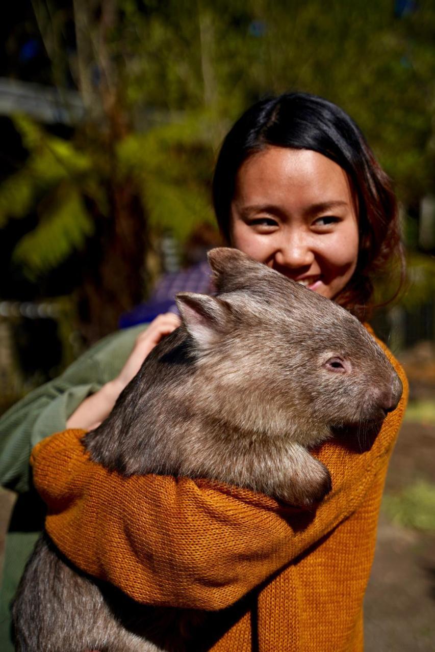Fauna Australia Wildlife Retreat Lavers Hill Exterior foto
